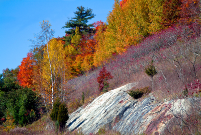 Image Concealment Films - MH Studios